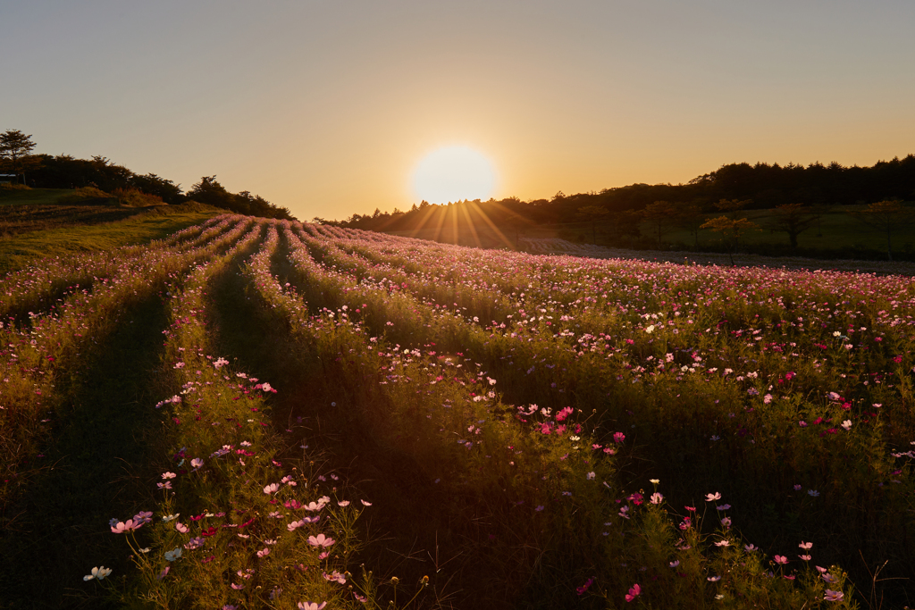 夕陽と満開のコスモス畑