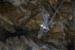 エサを運ぶハヤブサ_4