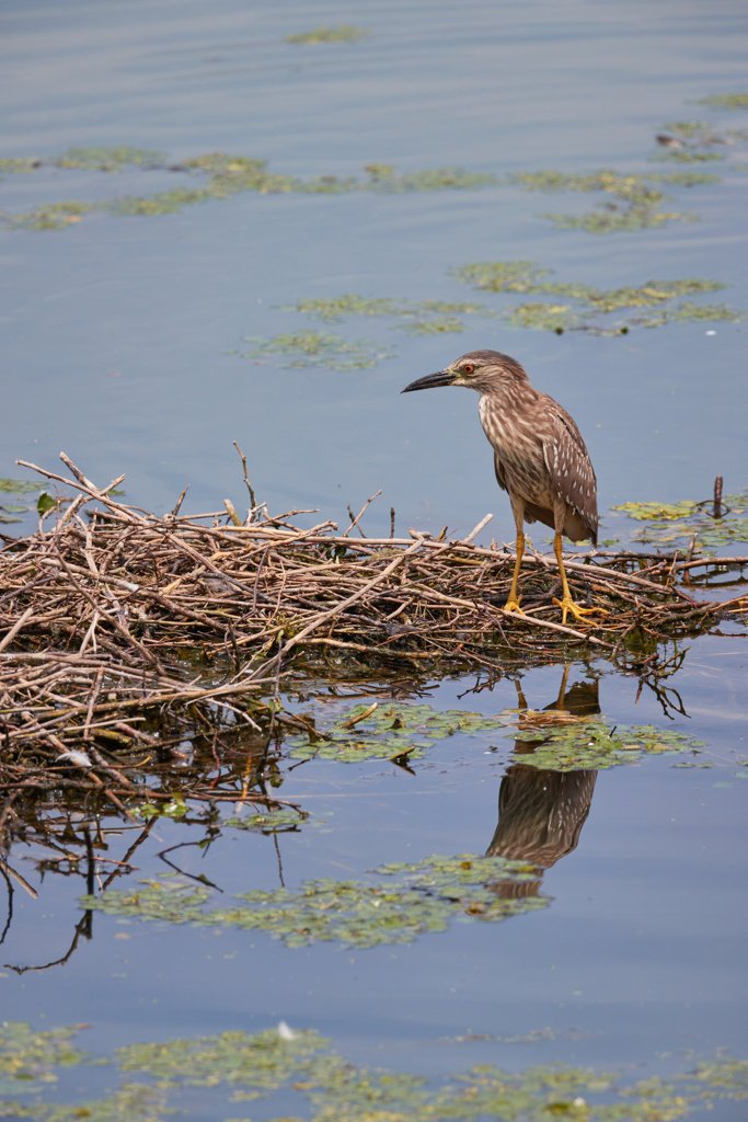 ホシゴイ／ゴイサギ幼鳥
