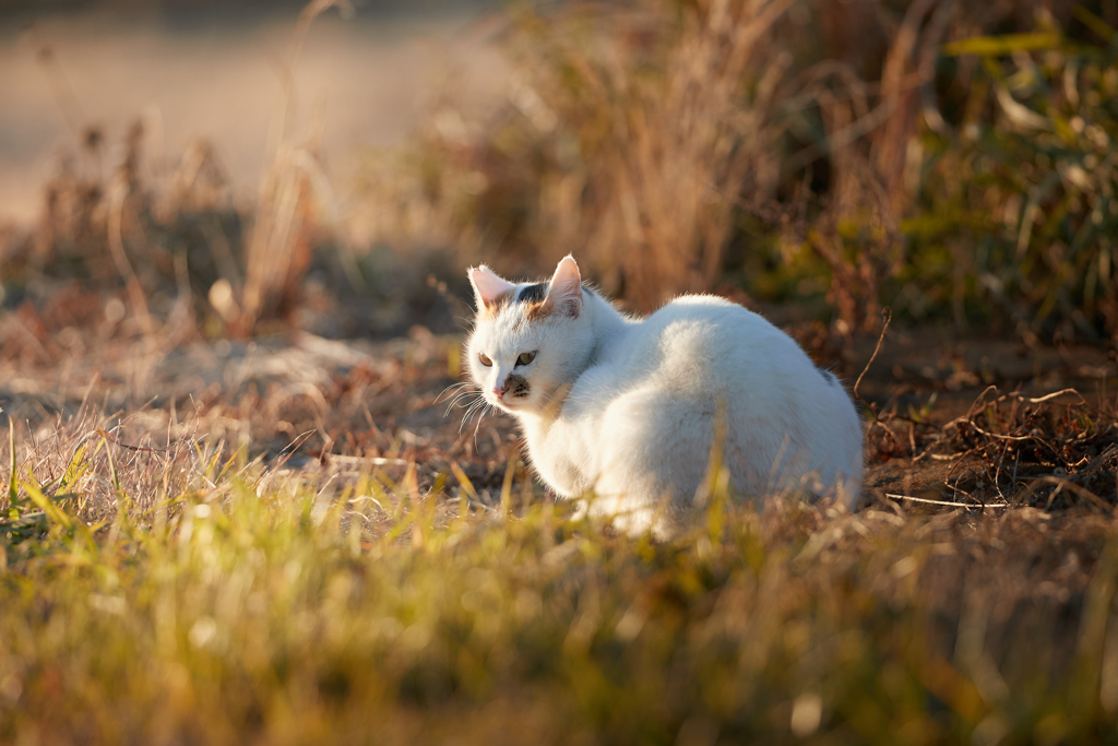夕暮れにまったり