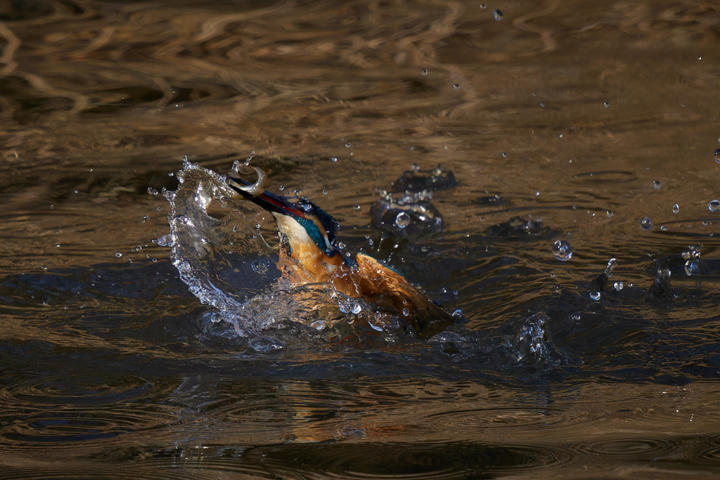 捕食からの浮上