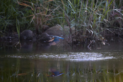 カワセミの離水_6-2