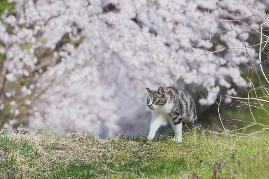 桜の散歩道