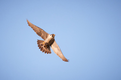 エサを運ぶハヤブサ_2