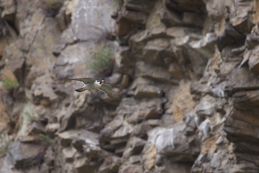 崖とハヤブサの飛翔_5