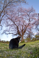 8分咲きの桜と