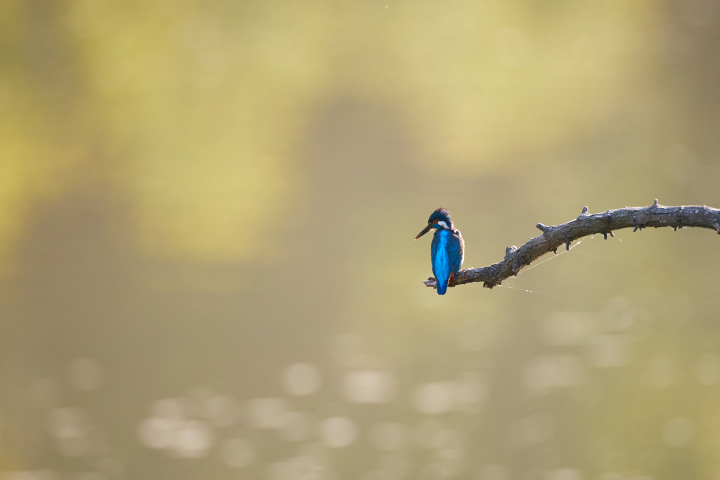 枝にとまるカワセミ／後ろ姿