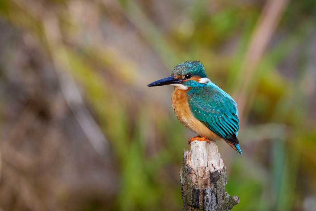 カワセミのアップ_3