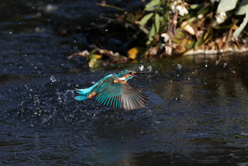 カワセミの離水_5