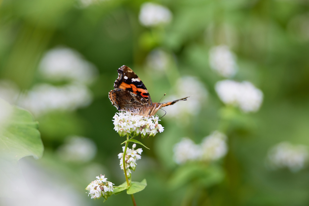 そばの花とアカタテハ