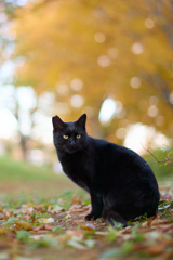 紅葉背景でポージング