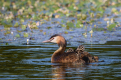 カンムリカイツブリと幼鳥 | 18