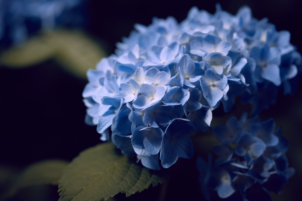 紫陽花／アジサイ／アップ
