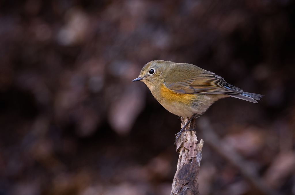 日陰好きなルリ子さん
