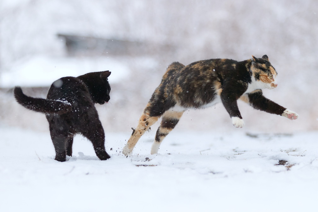 雪の中のジャンプ！
