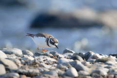 イカルチドリ | 3