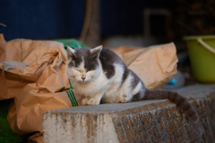 目を瞑っているかわいい猫