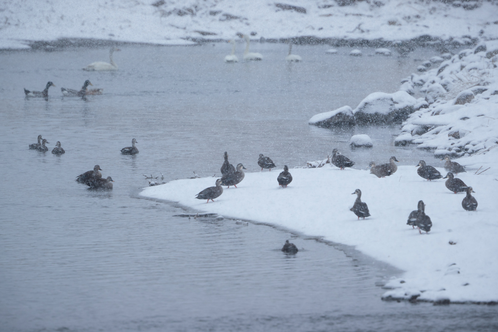 雪の中のカルガモや白鳥