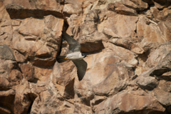 崖とハヤブサの飛翔_8