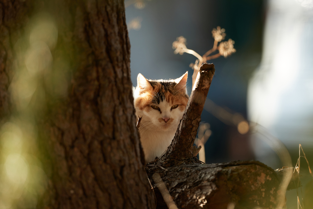 木の陰から顔を出す三毛猫