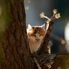 木の陰から顔を出す三毛猫