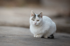 前足揃えておすましポーズ