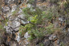 崖とハヤブサの飛翔_4