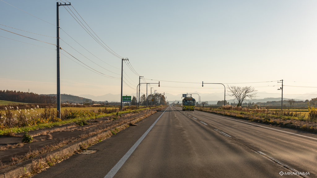 枯れる道