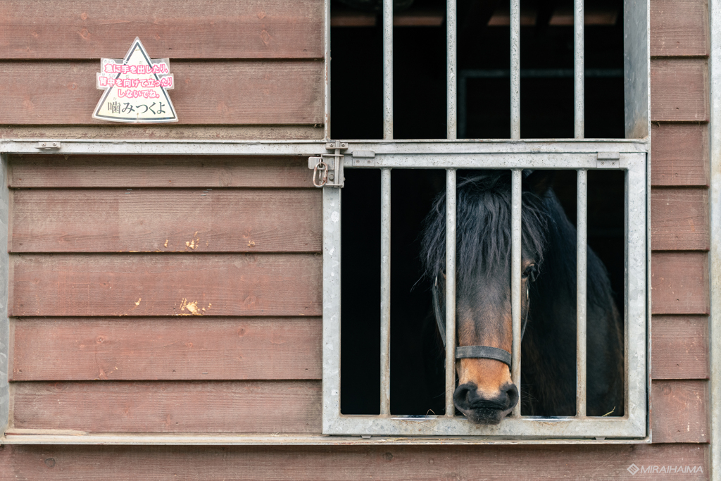 競馬場の、馬