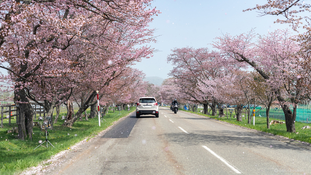 二十間道路のさくら