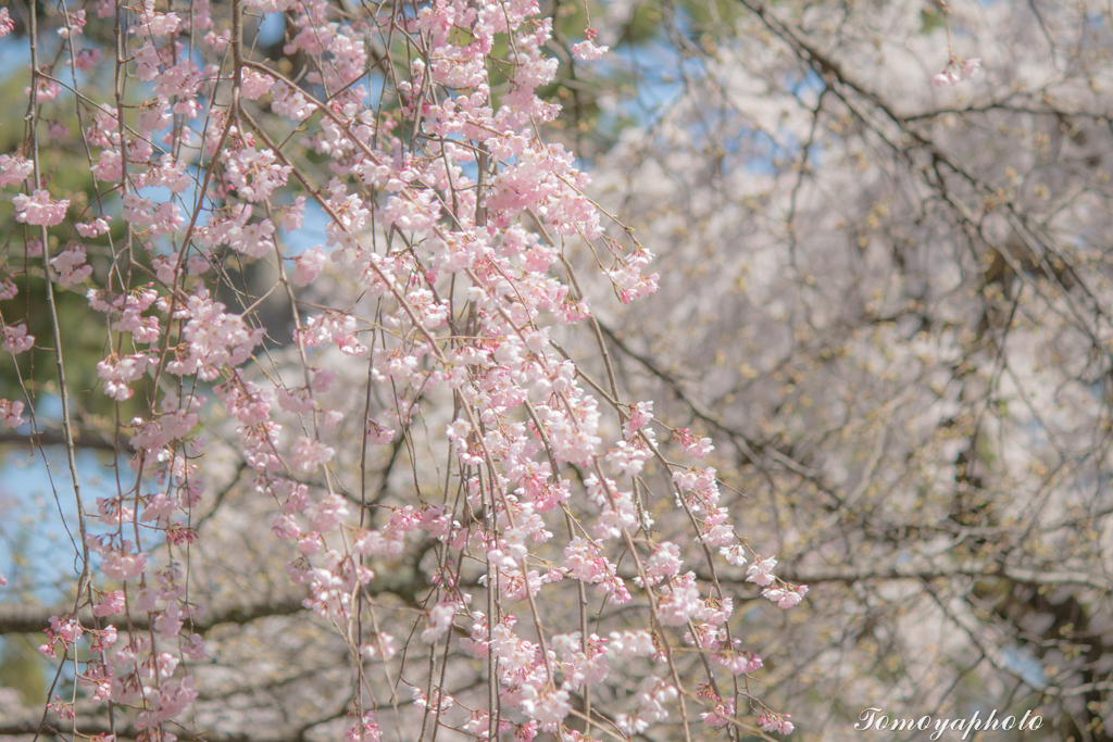 垂れ桜