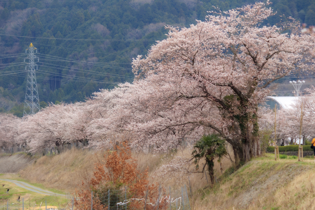 満開の桜並木