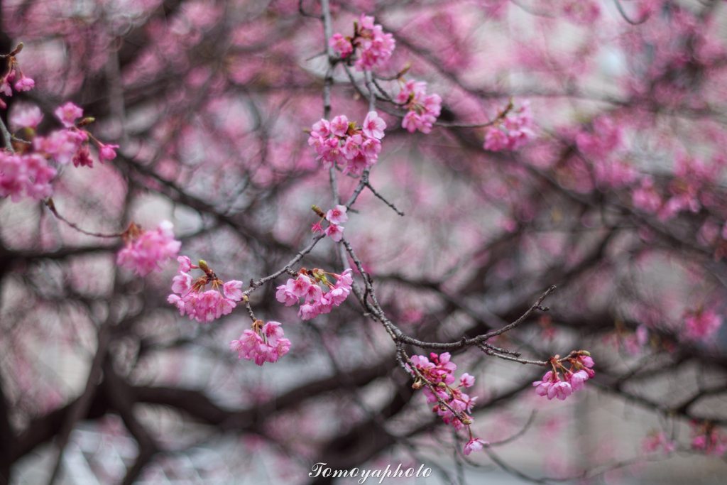 河津桜