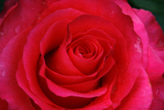 深紅の薔薇