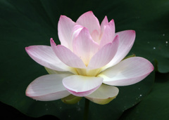 開花