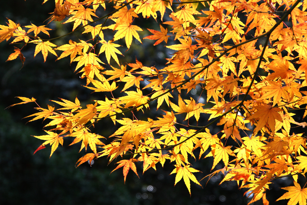 光る紅葉