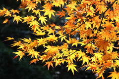光る紅葉