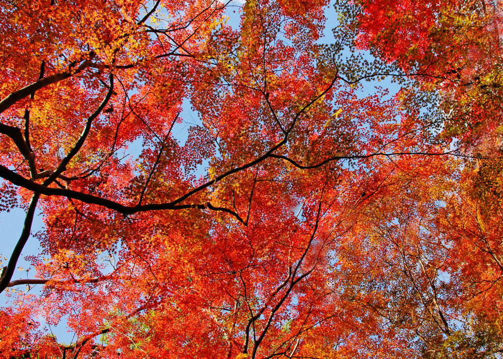 広がる紅葉