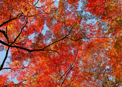 広がる紅葉