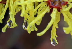 春の雨