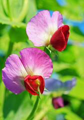 エンドウ豆の花