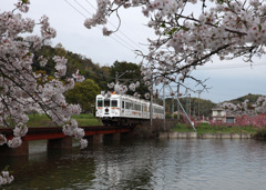 桜の中を走る