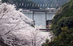 桜とダム