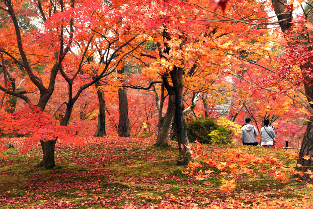 東福寺の秋
