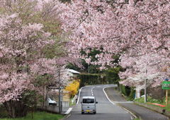 春爛漫