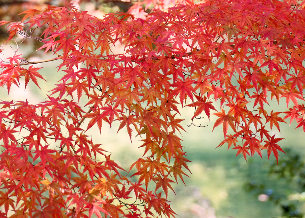 和風の紅葉