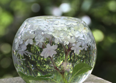 水中花