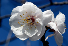 開花