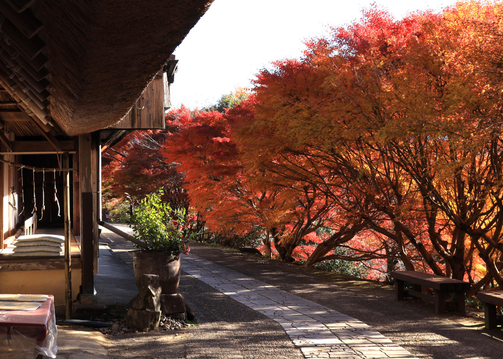 晩秋の熊野古道