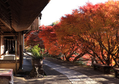 晩秋の熊野古道